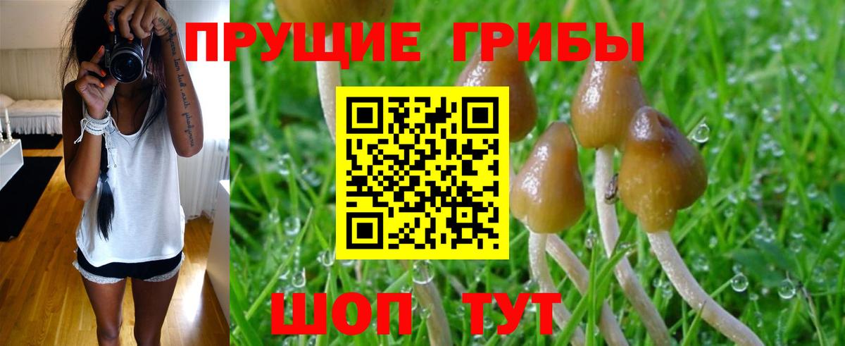 Псилоцибиновые грибы GOLDEN TEACHER  Вход с VPN  Галлюциногенные грибы Cubensis  Мытищи 